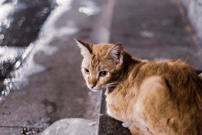 Cat looking away