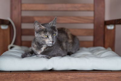 Portrait of a grey cat resting on a pillow