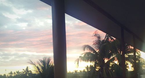 Palm trees at sunset