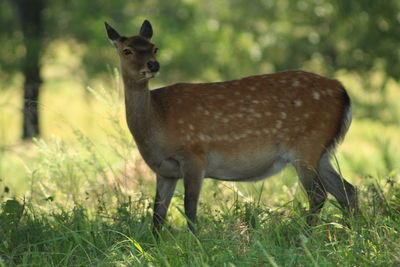 Portrait of deer standing on grass