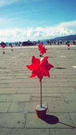 Close-up of red maple leaf on beach against sky