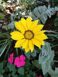 Close-up of yellow flowers blooming outdoors