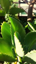 Close-up of succulent plant