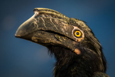 Close-up of hornbill against sky