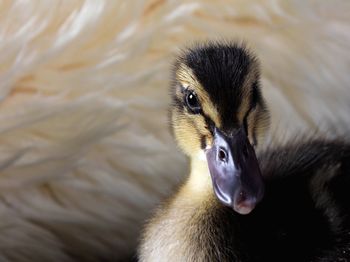 Close-up of duckling