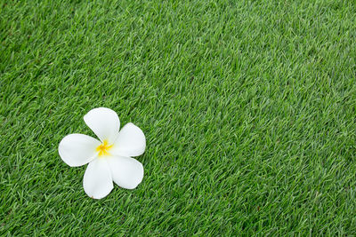 High angle view of white flower on field
