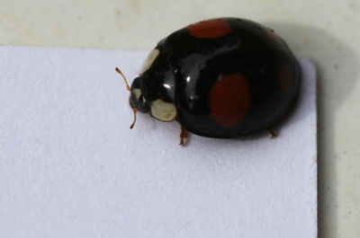 Close-up of ladybug on table