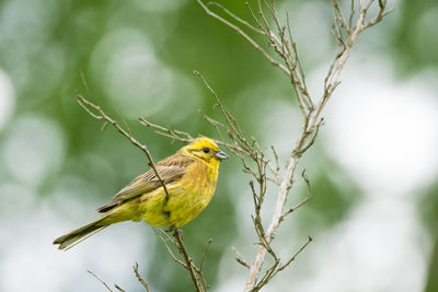 Close-up of bird perching on branch