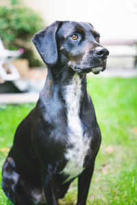 Close-up of dog looking away