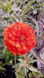 Close-up of red flower blooming outdoors