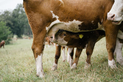 Cows in field