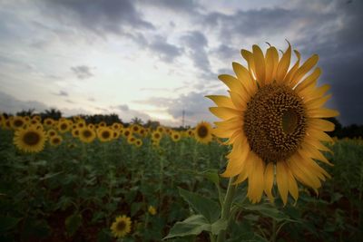 Sunflowers growing in field