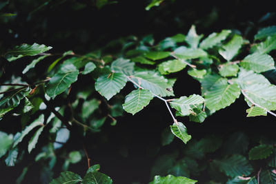 High angle view of plant leaves on field