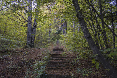 Staircase amidst trees in forest