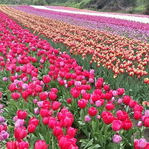 Pink flowers blooming in field