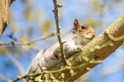 Close-up of grey squirrel resting on tree in spring morning sunshine. sciurus carolinensis