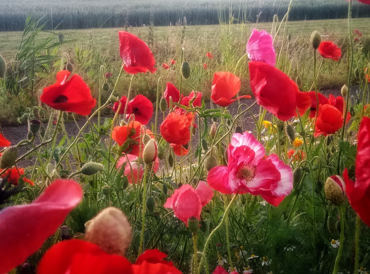 flower, plant, flowering plant, red, freshness, vulnerability, growth, beauty in nature, fragility, field, poppy, petal, land, nature, close-up, no people, inflorescence, flower head, day, outdoors