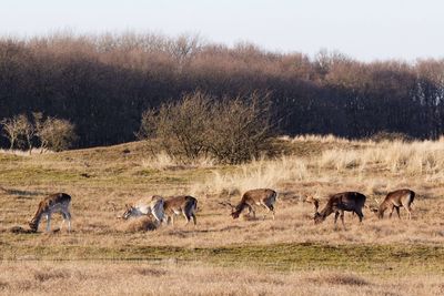 Deer walking on field