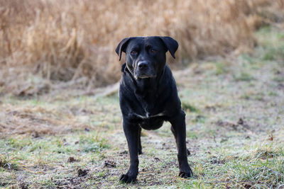 Portrait of black dog lying on field