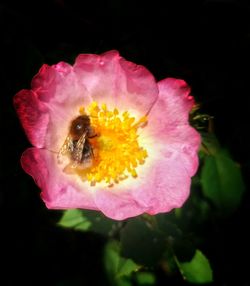 Close-up of bee on pink flower