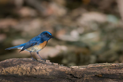 Close-up of bird perching outdoors