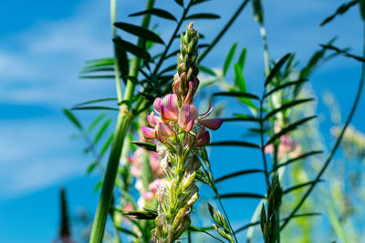 Close-up of pink flowering plant