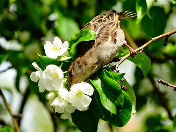 Close-up of butterfly on white flower