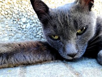 Close-up portrait of cat relaxing outdoors