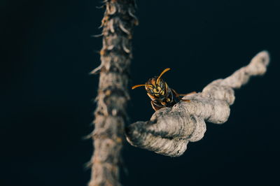 Close-up of bee