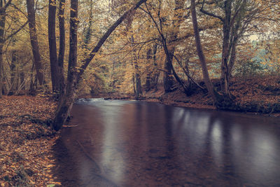 Scenic view of river amidst trees in forest during autumn