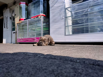 Dog resting on street against building in city