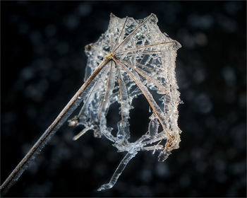 Close-up of frozen plant against black background