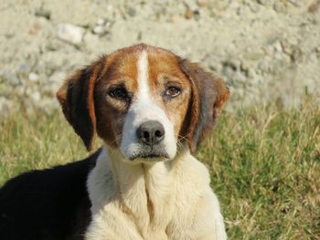 Close-up portrait of dog on field