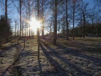 Bare trees on landscape during sunset