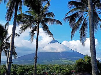 Palm trees against sky
