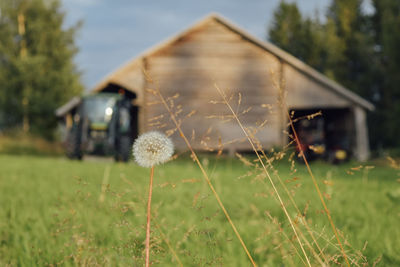 Grass on field by barn