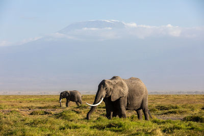 Elephants on field