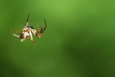 Close-up of spider