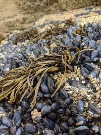 High angle view of vegetables