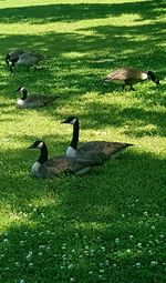 Bird on grassy field