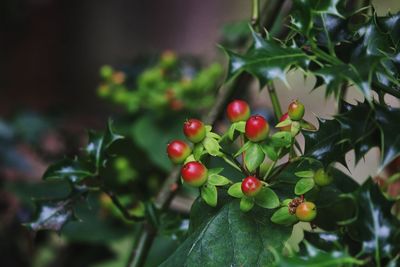 Close-up of berries on tree