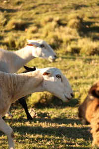 Close-up of sheep on field