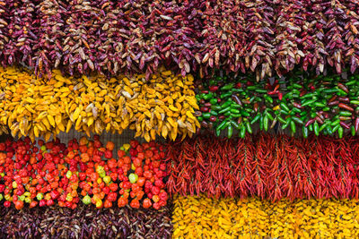 Full frame shot of multi colored flowering plants