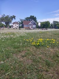 Yellow flowers growing in field