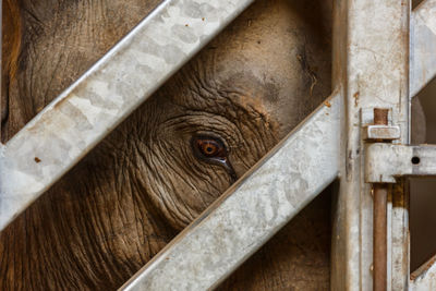 Elephant eye seen through closed gate in zoo
