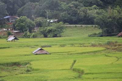 Scenic view of trees and houses on field