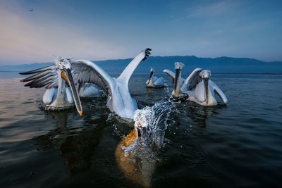 View of birds swimming in lake