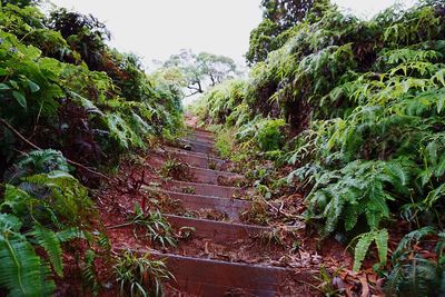 Dirt road amidst trees in forest