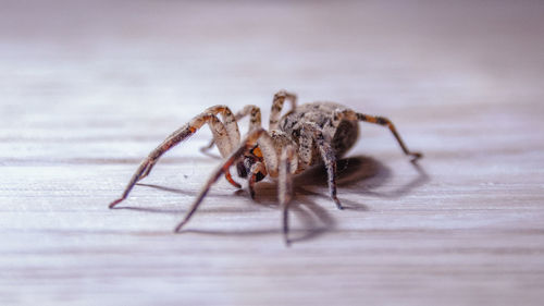 Close-up of spider