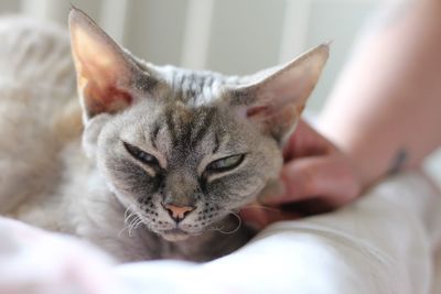 Close-up of cat resting on bed